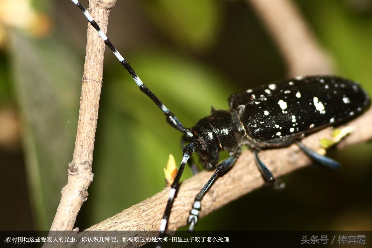 农村田地这些爱咬人的昆虫，你认识几种呢，都被咬过的是大神-田里虫子咬了怎么处理