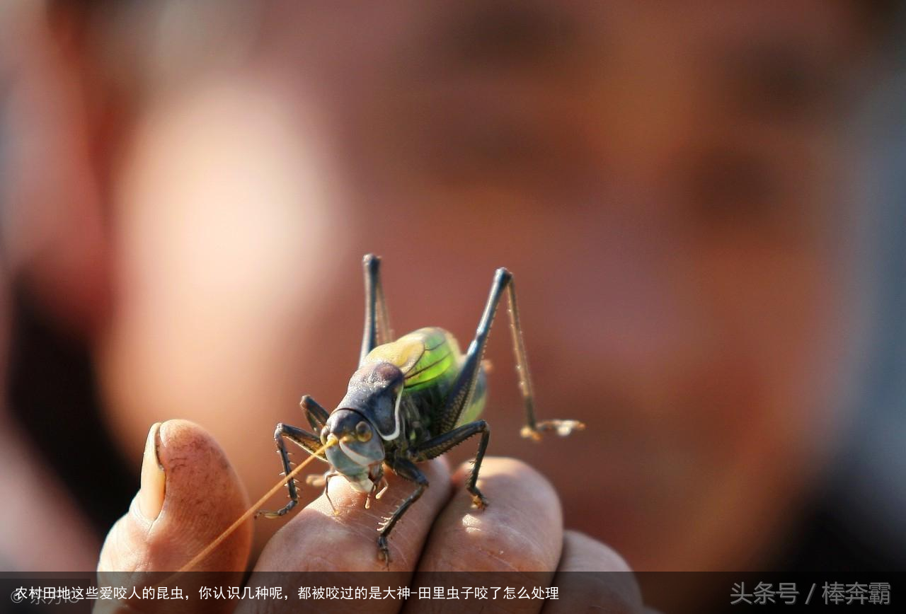 农村田地这些爱咬人的昆虫，你认识几种呢，都被咬过的是大神-田里虫子咬了怎么处理
