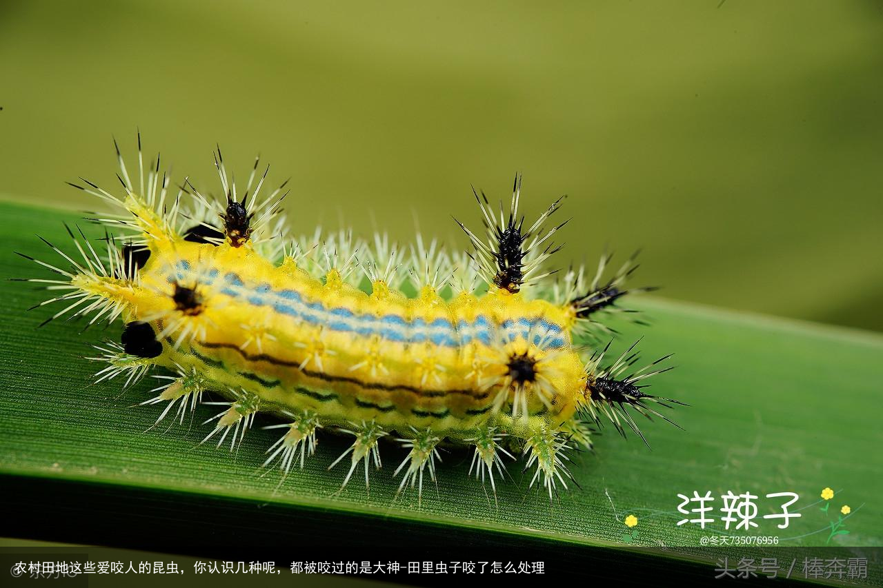农村田地这些爱咬人的昆虫，你认识几种呢，都被咬过的是大神-田里虫子咬了怎么处理