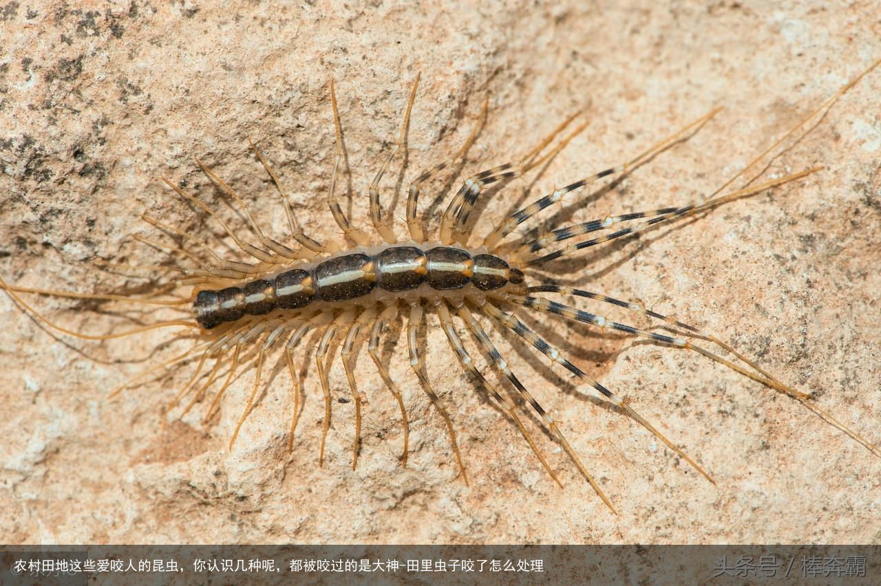 农村田地这些爱咬人的昆虫，你认识几种呢，都被咬过的是大神-田里虫子咬了怎么处理