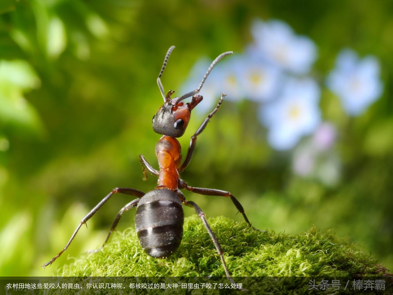 农村田地这些爱咬人的昆虫，你认识几种呢，都被咬过的是大神-田里虫子咬了怎么处理