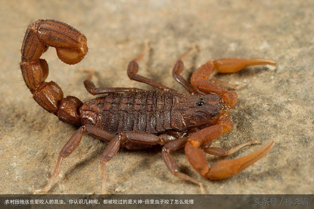 农村田地这些爱咬人的昆虫，你认识几种呢，都被咬过的是大神-田里虫子咬了怎么处理