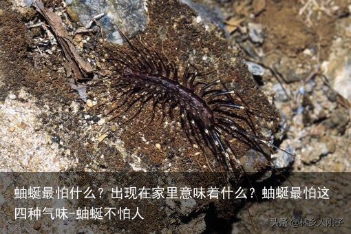 蚰蜒最怕什么？出现在家里意味着什么？蚰蜒最怕这四种气味-蚰蜒不怕人