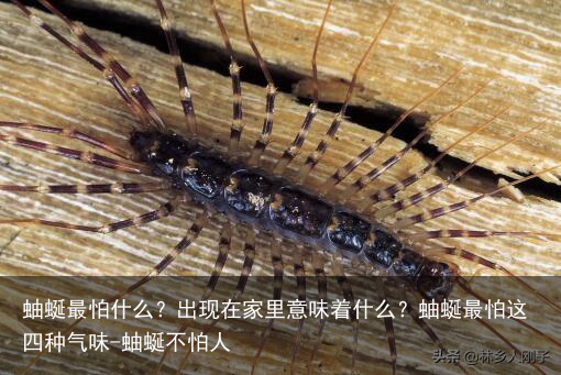 蚰蜒最怕什么？出现在家里意味着什么？蚰蜒最怕这四种气味-蚰蜒不怕人