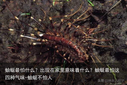 蚰蜒最怕什么？出现在家里意味着什么？蚰蜒最怕这四种气味-蚰蜒不怕人