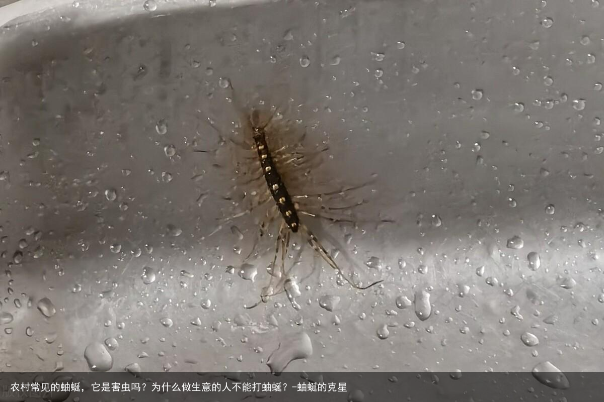 农村常见的蚰蜒，它是害虫吗？为什么做生意的人不能打蚰蜒？-蚰蜒的克星