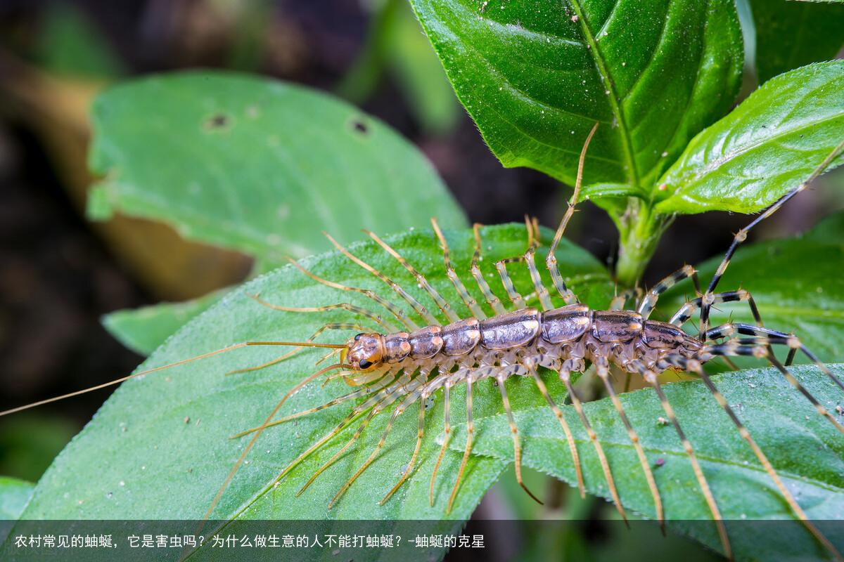 农村常见的蚰蜒，它是害虫吗？为什么做生意的人不能打蚰蜒？-蚰蜒的克星