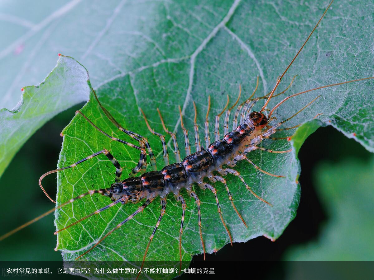 农村常见的蚰蜒，它是害虫吗？为什么做生意的人不能打蚰蜒？-蚰蜒的克星