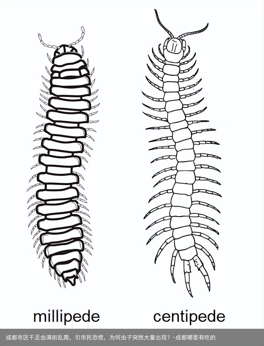 成都市区千足虫满街乱爬，引市民恐慌，为何虫子突然大量出现？-成都哪里有吃的