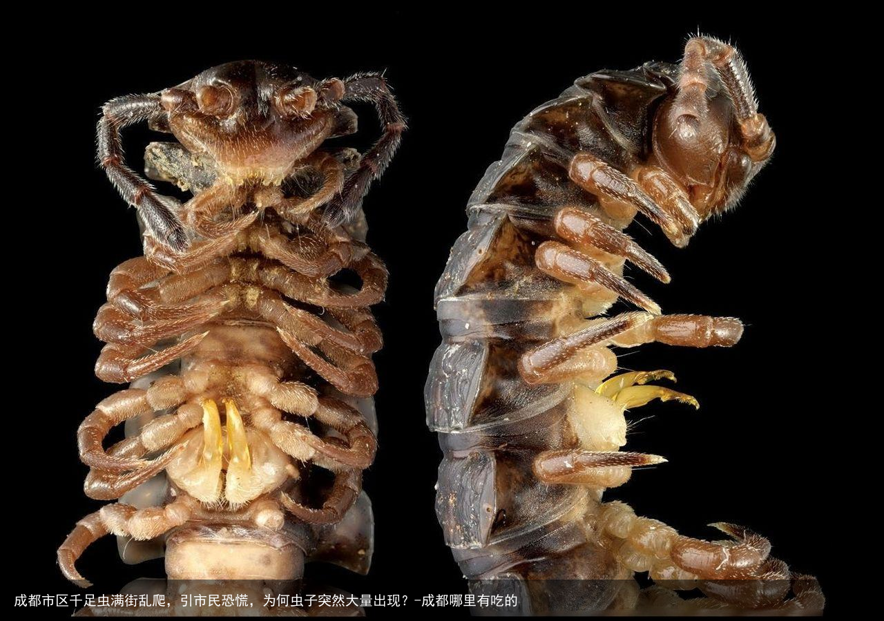 成都市区千足虫满街乱爬，引市民恐慌，为何虫子突然大量出现？-成都哪里有吃的