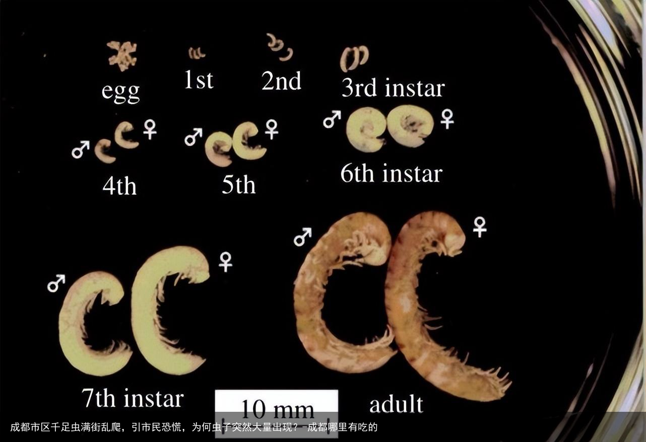 成都市区千足虫满街乱爬，引市民恐慌，为何虫子突然大量出现？-成都哪里有吃的