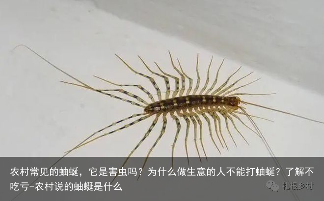 农村常见的蚰蜒，它是害虫吗？为什么做生意的人不能打蚰蜒？了解不吃亏-农村说的蚰蜒是什么