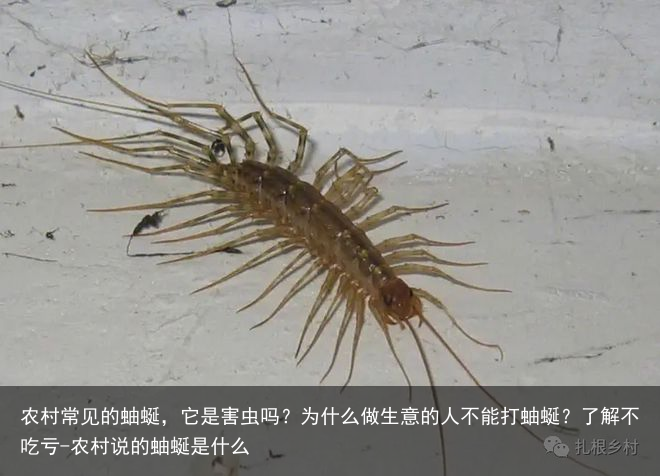 农村常见的蚰蜒，它是害虫吗？为什么做生意的人不能打蚰蜒？了解不吃亏-农村说的蚰蜒是什么
