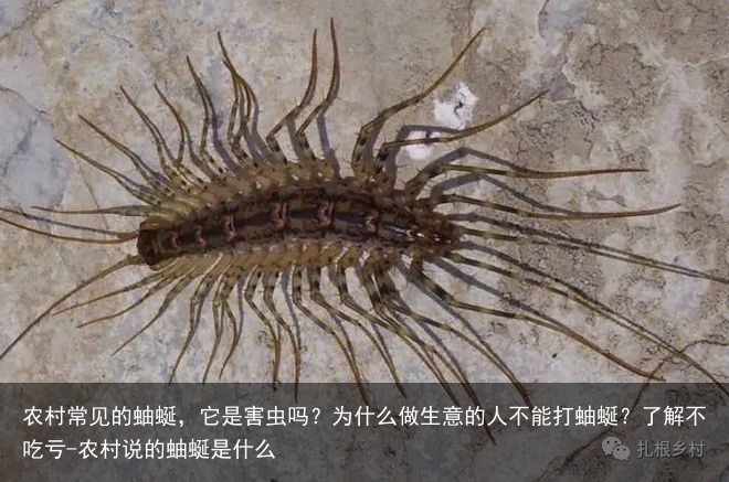 农村常见的蚰蜒，它是害虫吗？为什么做生意的人不能打蚰蜒？了解不吃亏-农村说的蚰蜒是什么