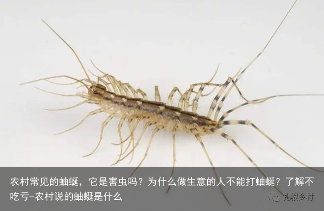 农村常见的蚰蜒，它是害虫吗？为什么做生意的人不能打蚰蜒？了解不吃亏-农村说的蚰蜒是什么