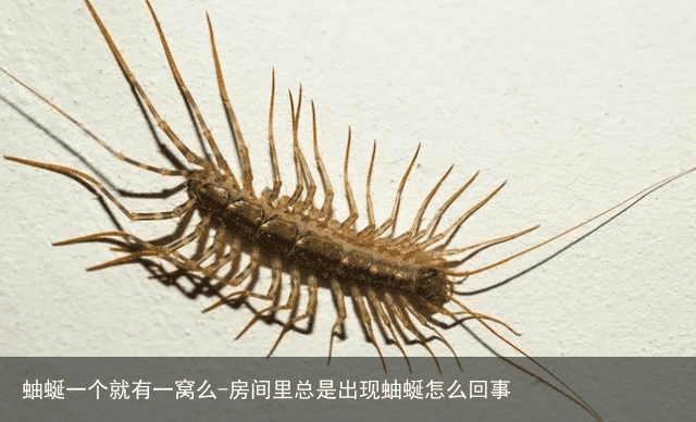 蚰蜒一个就有一窝么-房间里总是出现蚰蜒怎么回事