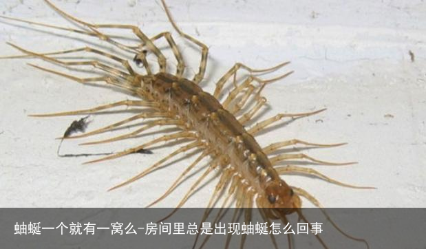 蚰蜒一个就有一窝么-房间里总是出现蚰蜒怎么回事