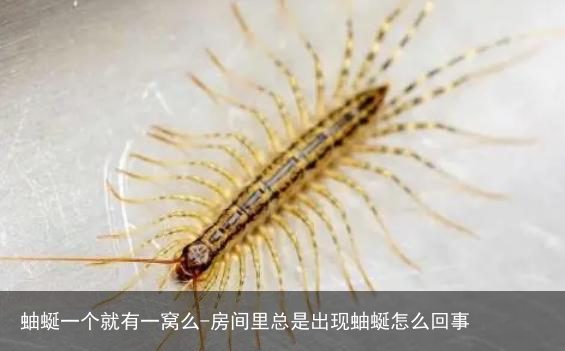 蚰蜒一个就有一窝么-房间里总是出现蚰蜒怎么回事