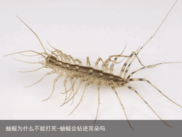 蚰蜒为什么不能打死-蚰蜒会钻进耳朵吗