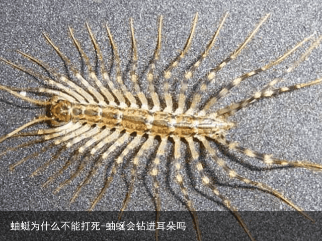 蚰蜒为什么不能打死-蚰蜒会钻进耳朵吗