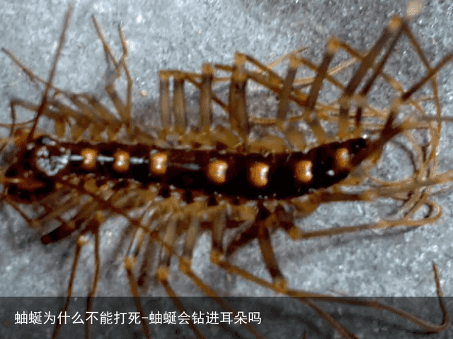 蚰蜒为什么不能打死-蚰蜒会钻进耳朵吗