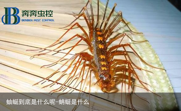 蚰蜒到底是什么呢