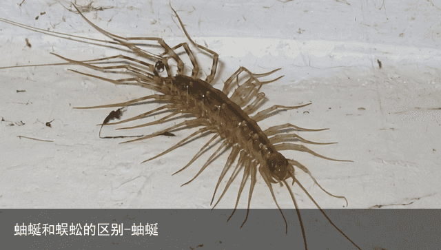 蚰蜒和蜈蚣的区别-蚰蜒
