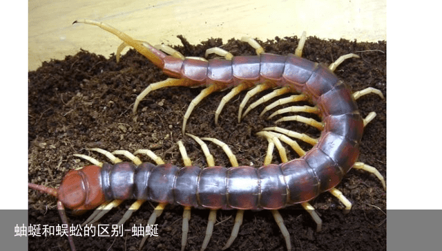 蚰蜒和蜈蚣的区别-蚰蜒