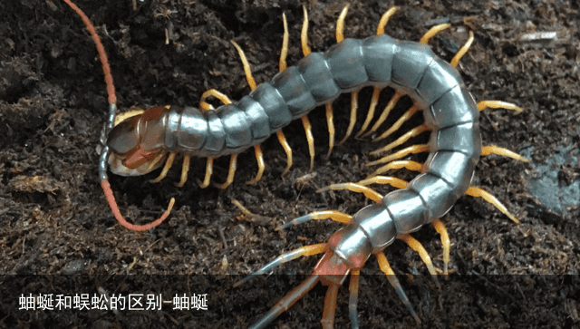 蚰蜒和蜈蚣的区别-蚰蜒
