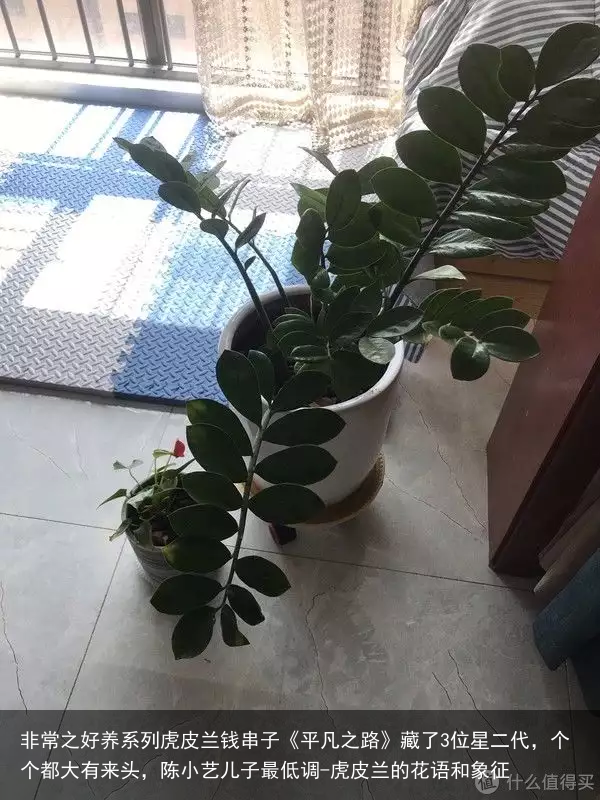 非常之好养系列虎皮兰钱串子《平凡之路》藏了3位星二代，个个都大有来头，陈小艺儿子最低调-虎皮兰的花语和象征