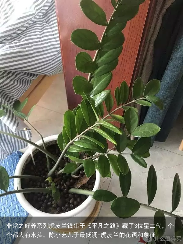 非常之好养系列虎皮兰钱串子《平凡之路》藏了3位星二代，个个都大有来头，陈小艺儿子最低调-虎皮兰的花语和象征