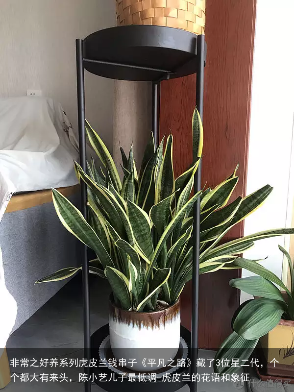 非常之好养系列虎皮兰钱串子《平凡之路》藏了3位星二代，个个都大有来头，陈小艺儿子最低调-虎皮兰的花语和象征