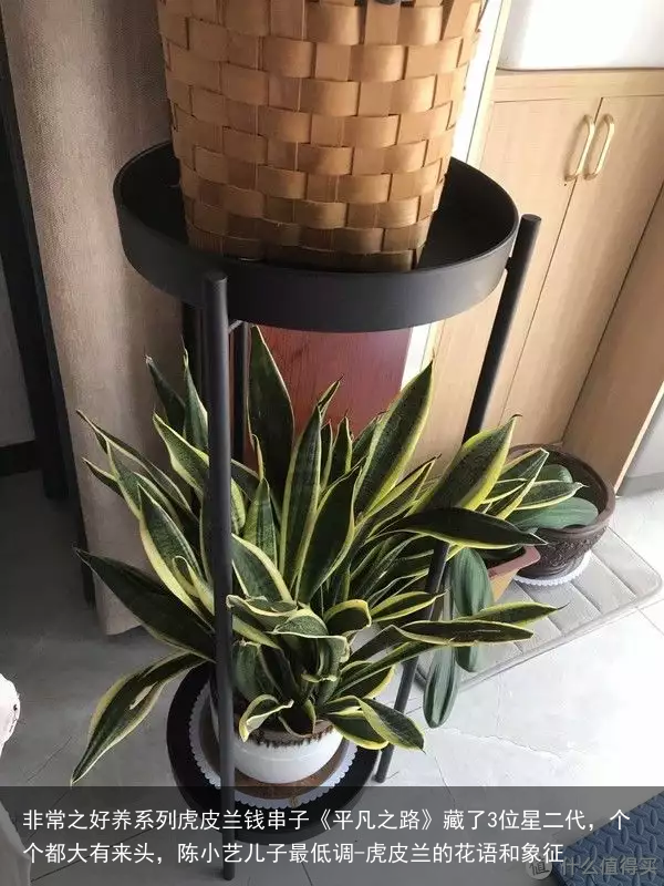 非常之好养系列虎皮兰钱串子《平凡之路》藏了3位星二代，个个都大有来头，陈小艺儿子最低调-虎皮兰的花语和象征