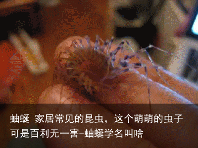 蚰蜒 家居常见的昆虫，这个萌萌的虫子可是百利无一害-蚰蜒学名叫啥