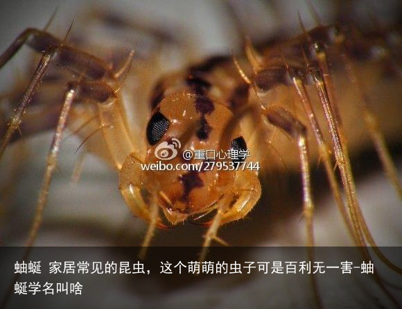 蚰蜒 家居常见的昆虫，这个萌萌的虫子可是百利无一害-蚰蜒学名叫啥