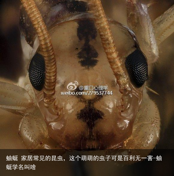 蚰蜒 家居常见的昆虫，这个萌萌的虫子可是百利无一害-蚰蜒学名叫啥