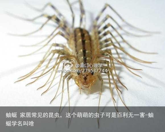 蚰蜒 家居常见的昆虫，这个萌萌的虫子可是百利无一害-蚰蜒学名叫啥