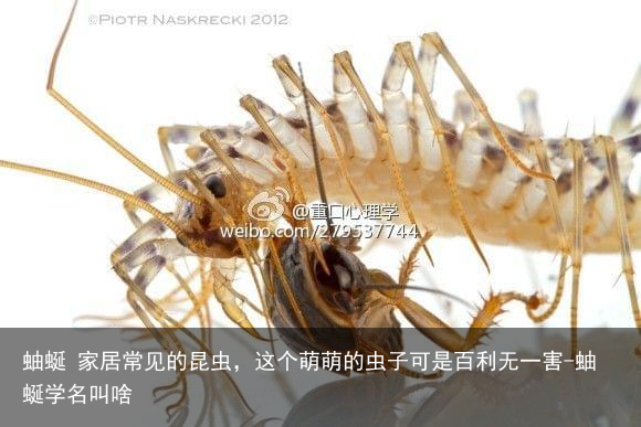 蚰蜒 家居常见的昆虫，这个萌萌的虫子可是百利无一害-蚰蜒学名叫啥