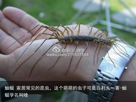 蚰蜒 家居常见的昆虫，这个萌萌的虫子可是百利无一害-蚰蜒学名叫啥