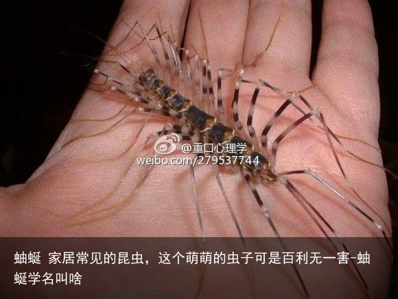 蚰蜒 家居常见的昆虫，这个萌萌的虫子可是百利无一害-蚰蜒学名叫啥