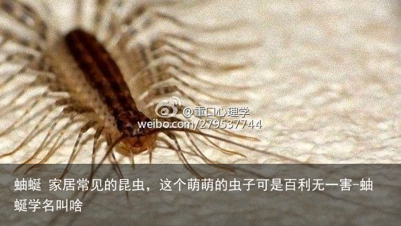 蚰蜒 家居常见的昆虫，这个萌萌的虫子可是百利无一害-蚰蜒学名叫啥
