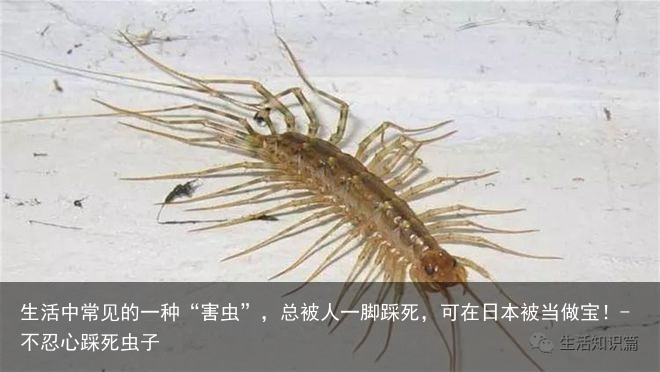 生活中常见的一种“害虫”，总被人一脚踩死，可在日本被当做宝！-不忍心踩死虫子