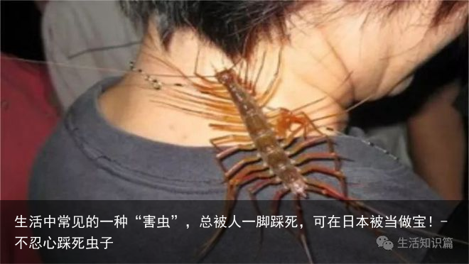 生活中常见的一种“害虫”，总被人一脚踩死，可在日本被当做宝！-不忍心踩死虫子