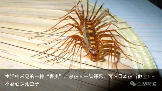 生活中常见的一种“害虫”，总被人一脚踩死，可在日本被当做宝！-不忍心踩死虫子