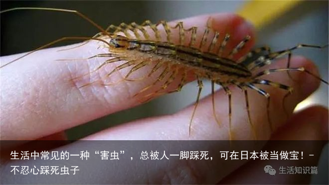 生活中常见的一种“害虫”，总被人一脚踩死，可在日本被当做宝！-不忍心踩死虫子
