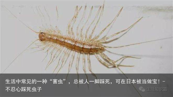生活中常见的一种“害虫”，总被人一脚踩死，可在日本被当做宝！-不忍心踩死虫子