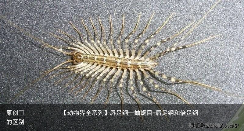 唇足纲—蚰蜒目-唇足纲和倍足纲的区别