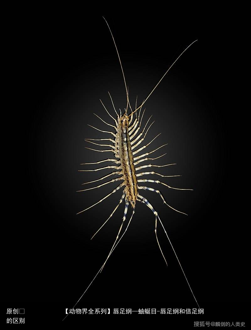 唇足纲—蚰蜒目-唇足纲和倍足纲的区别