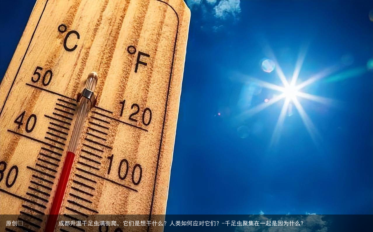 成都升温千足虫满街爬，它们是想干什么？人类如何应对它们？-千足虫聚集在一起是因为什么?