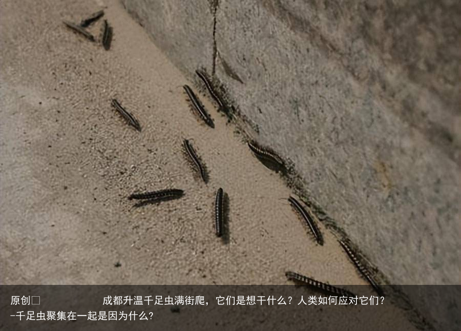 成都升温千足虫满街爬，它们是想干什么？人类如何应对它们？-千足虫聚集在一起是因为什么?